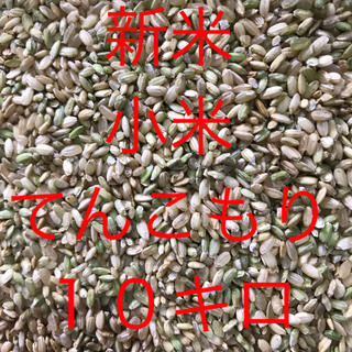 新米　小米　１０キロ　てんこもり(米/穀物)