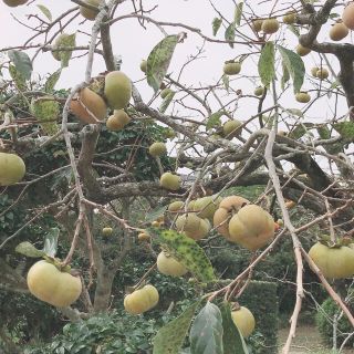 再販致します！！静岡県産　次郎柿　　7キロ(フルーツ)