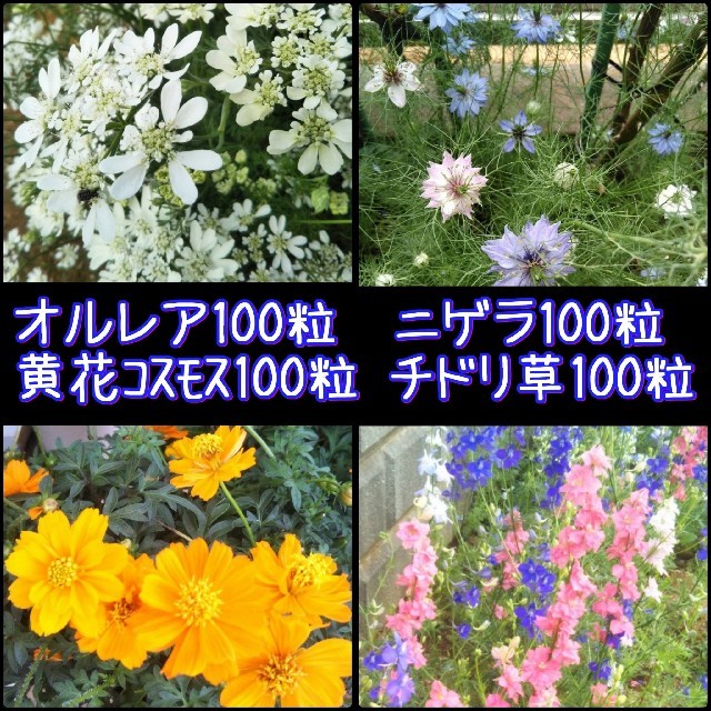 花の種　４種セット　合計４００粒以上