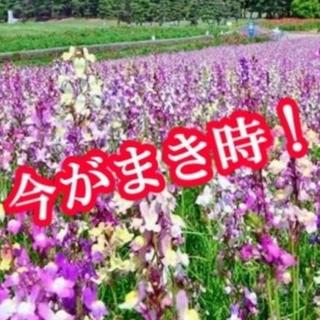 リナリア　　姫金魚草　　300粒以上　花の種　今が蒔き時！(その他)