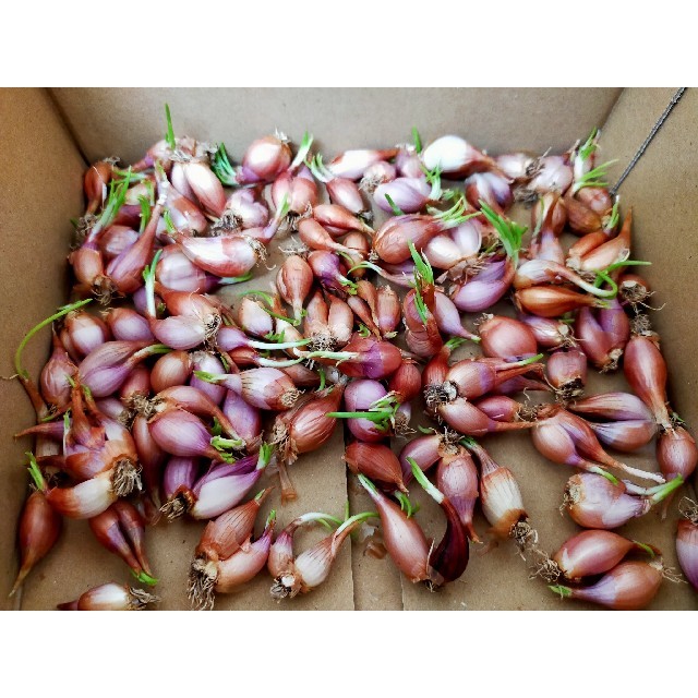 紅葱頭 火葱 分葱 ワケギ球根25 30球 薬味 中華料理 中国料理の通販 By 気まぐれ屋 ラクマ 紅葱頭 火葱 分葱 ワケギ球根25 30球 薬味 中華料理 中国料理の通販 By 気まぐれ屋 ラクマ