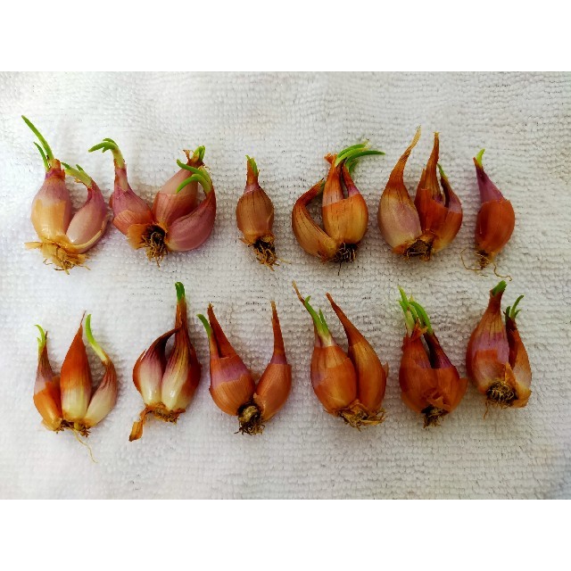 紅葱頭 火葱 分葱 ワケギ球根25 30球 薬味 中華料理 中国料理の通販 By 気まぐれ屋 ラクマ 紅葱頭 火葱 分葱 ワケギ球根25 30球 薬味 中華料理 中国料理の通販 By 気まぐれ屋 ラクマ