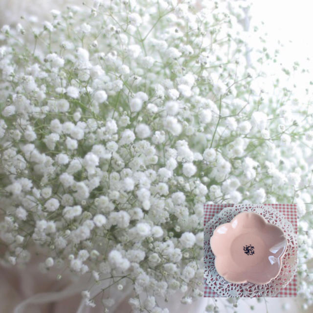 柔らかな愛らしさ♡『ホワイトかすみ草八重咲き』花の種50粒 ハンドメイドのフラワー/ガーデン(その他)の商品写真