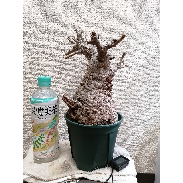 パキプス オペルクリカリア 新鮮株 発根管理中の通販 by ようへい's