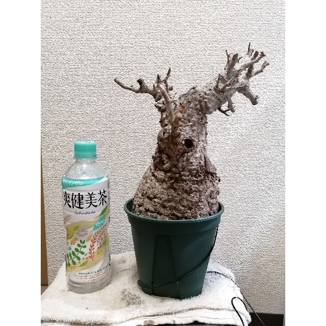パキプス オペルクリカリア 新鮮株 発根管理中の通販 by ようへい's