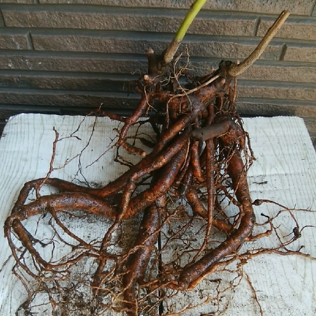 シャクヤク 2 の通販 By 町 S Shop ラクマ シャクヤク 2 の通販 By 町 S Shop ラクマ