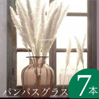 パンパスグラス◉ホワイト◉7本セット(ドライフラワー)