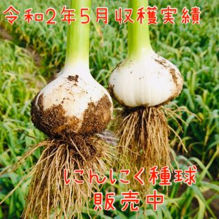 20片　ニンニク 種球 ホワイト種　発芽率90%以上！9月末頃〜今が植え時♪(野菜)