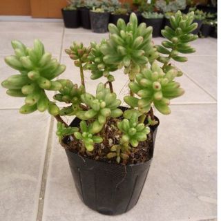多肉植物　カット苗(その他)