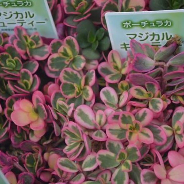 可愛い 大人気ポーチュラカマジカルキューティー挿し穂5本 多肉植物カット苗の通販 By 丸0813 S Shop ラクマ 可愛い 大人気ポーチュラカマジカルキューティー挿し穂5本 多肉植物カット苗の通販 By 丸0813 S Shop ラクマ