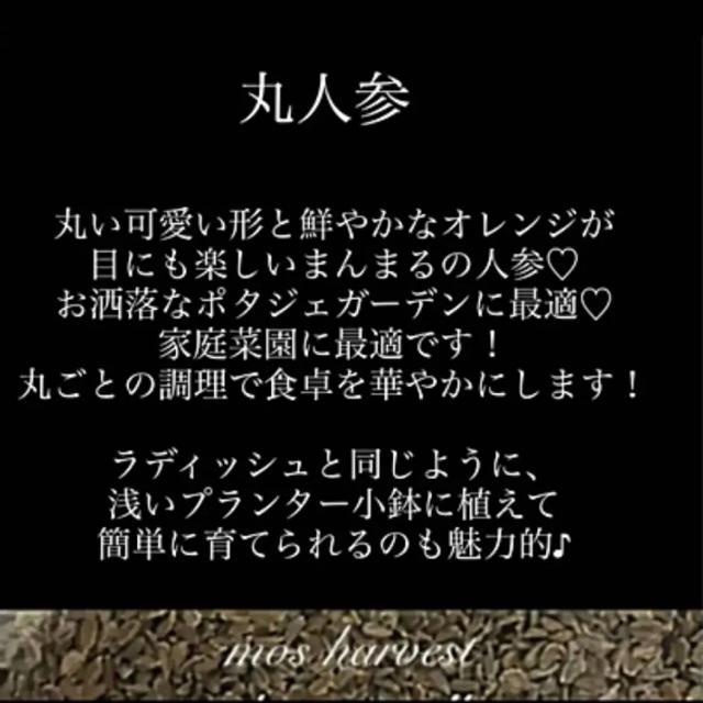 【可愛いまんまる人参】丸人参【マルシェで大人気♡栽培もお手軽♡】60粒 ハンドメイドのフラワー/ガーデン(その他)の商品写真