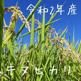 令和2年埼玉県産　新米キヌヒカリ900g(米/穀物)