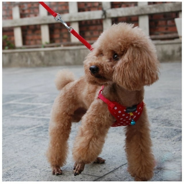 売約済み 新品 犬ハーネス 犬 リード お散歩用品 小型犬ハーネス リードの通販 By きぃちゃん S Shop ラクマ 売約済み 新品 犬ハーネス 犬 リード お散歩用品 小型犬ハーネス リードの通販 By きぃちゃん S Shop ラクマ