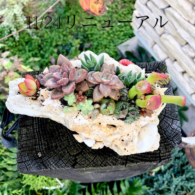 サンゴと多肉植物の寄せ植え★ ハンドメイドのフラワー/ガーデン(プランター)の商品写真