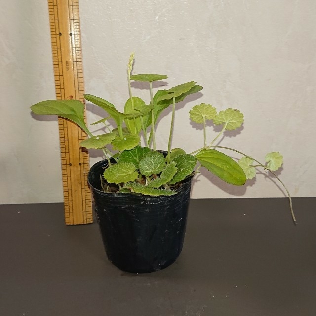 オオバコ  カキドオシ  ユキノシタの寄せ植え ハンドメイドのフラワー/ガーデン(その他)の商品写真