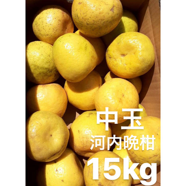 愛媛　宇和ゴールド　15Kg   河内晩柑 食品/飲料/酒の食品(フルーツ)の商品写真