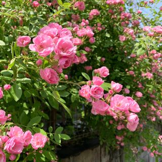 つるバラ　ピンク　群舞　挿し木苗　根っこ付き　薔薇(その他)