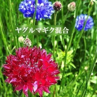 今がまき時　秋まき花の種　ヤグルマギク混合種を50粒(その他)