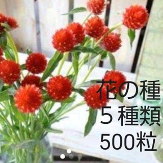 お花の種 5品種 500粒セット(その他)