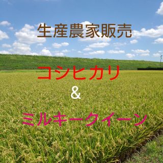 新米です❕玄米5㎏ コシヒカリ&ミルキークイーン(米/穀物)