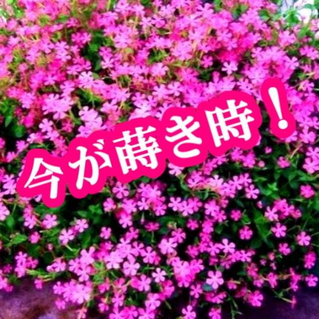 シレネ ピンクパンサーの種 0粒以上 花の種 今が蒔き時 の通販 By コムちゃん S Shop ラクマ
