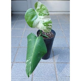 モンステラ 斑入り 観葉植物(プランター)