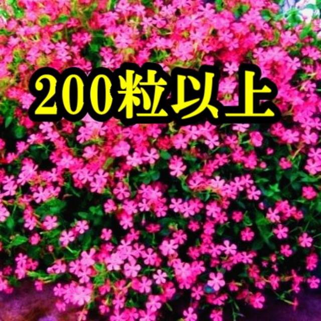 シレネ・ピンクパンサーの種　200粒以上 　花の種　今が蒔き時！ ハンドメイドのフラワー/ガーデン(その他)の商品写真