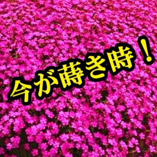 シレネ・ピンクパンサーの種　200粒以上 　花の種　今が蒔き時！(その他)