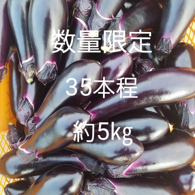 数量　限定　茄子　なす　35本以上　訳あり　B級品　約5㎏ 食品/飲料/酒の食品(野菜)の商品写真