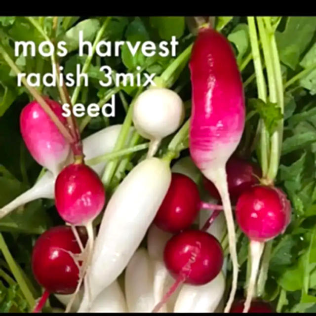 【人気の可愛い3種セット♡】radish 3mix 60seed【種子 60粒】 ハンドメイドのフラワー/ガーデン(その他)の商品写真