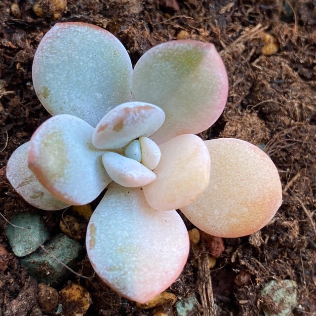 お待たせ! 多肉植物 抜き苗 約3cm その他 ピチュー ぬいぐるみ マスコット 初代ポケモン 初期 年代物 レトロ レア