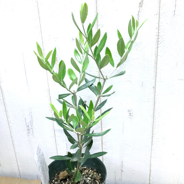 鉢ごと オリーブの木 コロネイキ 3.5号の通販 by PLANTS SHOP ｜ラクマ