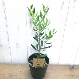 鉢ごと オリーブの木 コロネイキ 3.5号の通販 by PLANTS SHOP ｜ラクマ