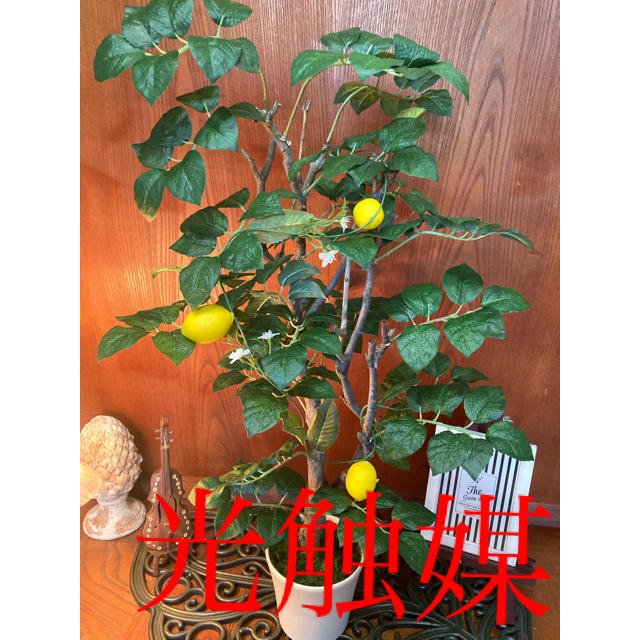 光触媒　人工観葉植物　造花　ウォールグリーン　レモンの木9552