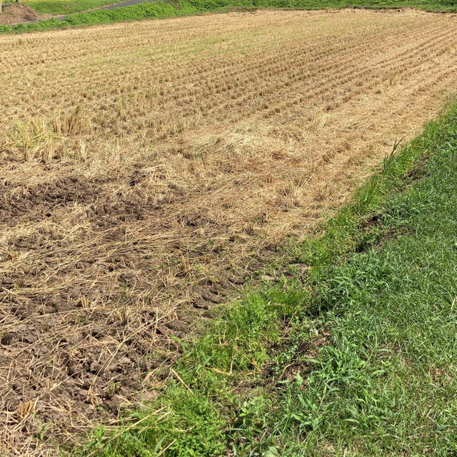 関東 東北 信越 北陸 東海あて送込  新米 千葉君津　遠赤外線2段乾燥日置籾摺 食品/飲料/酒の食品(米/穀物)の商品写真