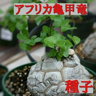 種子10粒 塊根植物 アフリカ亀甲竜 ディオスコレア エレファンティペス