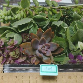 多肉植物　カット苗　大　404(その他)