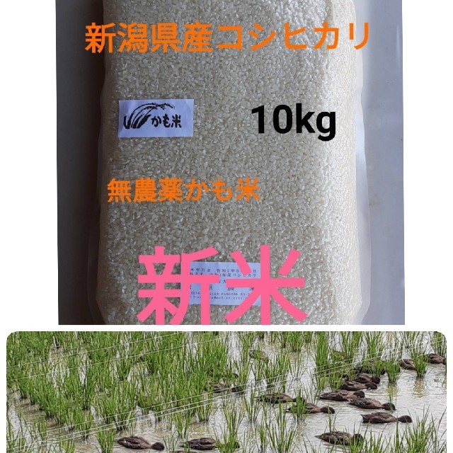 無農薬米新潟県産コシヒカリ10k　米/穀物