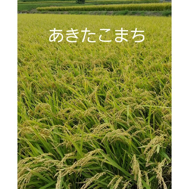 さめても美味しい❗とてたて新米あきたこまち玄米30kg、農家直送 食品/飲料/酒の食品(米/穀物)の商品写真