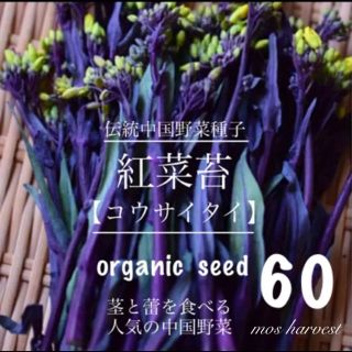 伝中国野菜種子◆紅菜苔　コウサイタイ◆ 　　　　　　　【無農薬　種子60粒】(その他)