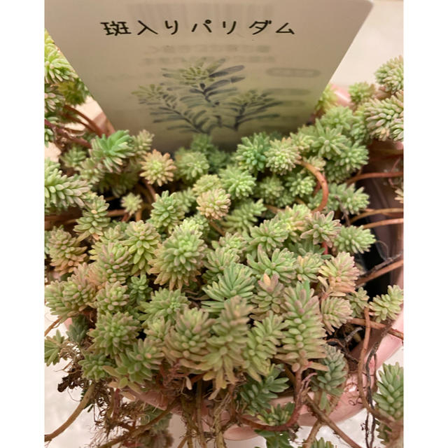 多肉植物✨斑入りパリダム✨20カット ハンドメイドのフラワー/ガーデン(その他)の商品写真