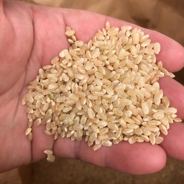 令和元年産 栃木県産コシヒカリ玄米30キロ