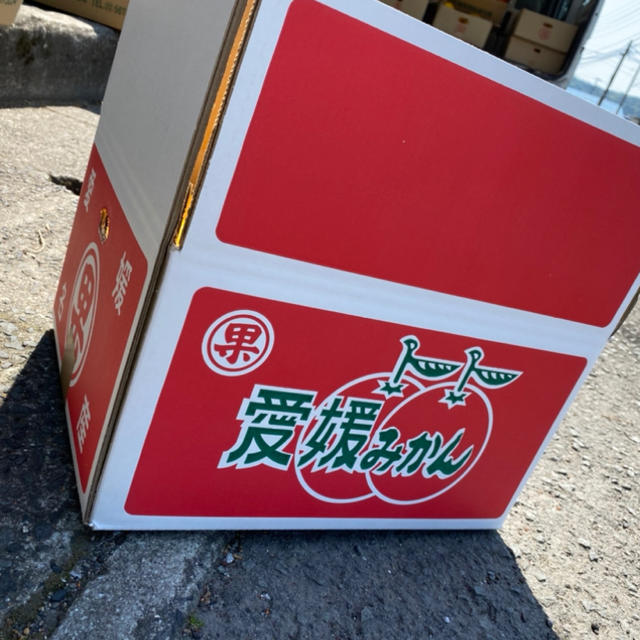 愛媛　宇和ゴールド　10Kg   河内晩柑 食品/飲料/酒の食品(フルーツ)の商品写真