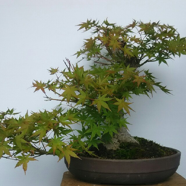 山紅葉中品盆栽 古樹 早い者勝ち-