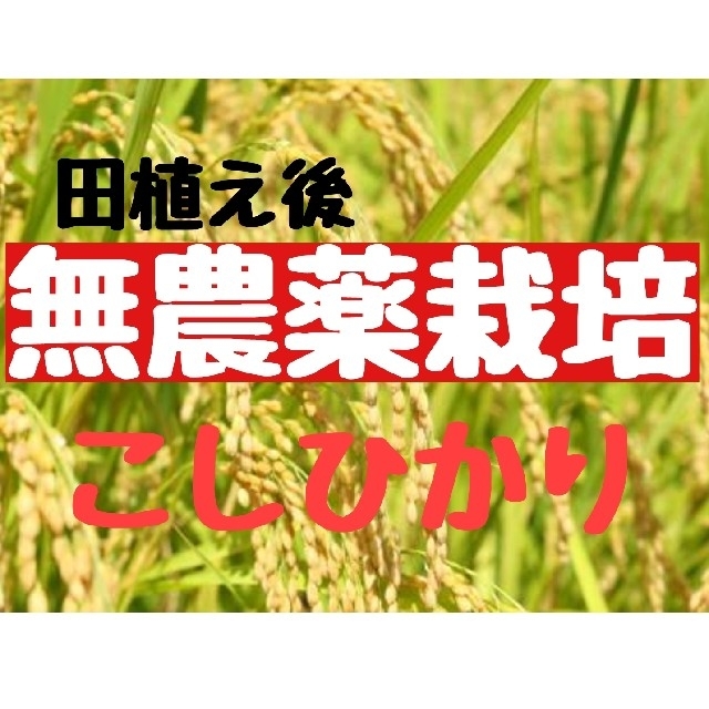 兵庫県丹波産コシヒカリ玄米10kg(令和2年産)