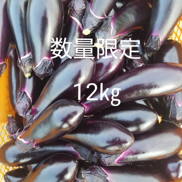 数量　限定　茄子　なす　100本程　訳あり　B級品　箱別12㎏ 食品/飲料/酒の食品(野菜)の商品写真