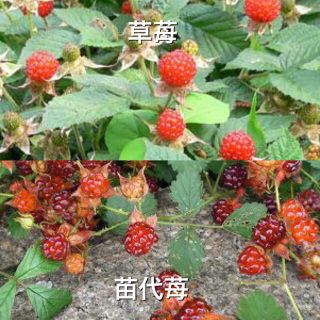 木苺苗2種類2株セットs 小苗 苗代苺 草苺抜き苗 送料込の通販 By 木苺苗など販売中 ラクマ 木苺苗2種類2株セットs 小苗 苗代苺 草苺抜き苗 送料込の通販 By 木苺苗など販売中 ラクマ