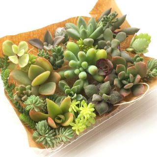 多肉植物　ちまちまより少し大きめカット苗セット　①(その他)