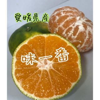 愛媛県産極早生みかん家庭用約5kg(フルーツ)