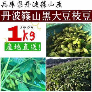 丹波篠山産黒枝豆(野菜)